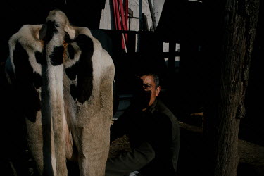 Early in the morning, Gerardo Carmona milks a cow in his barn.
