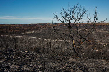Ash lies on the ground beneath burnt trees in Pinhal de Leiria, a forest reserve that was destroyed by the wildfires that hit central Portugal in 2017. In that year, 115 people lost their lives and at...