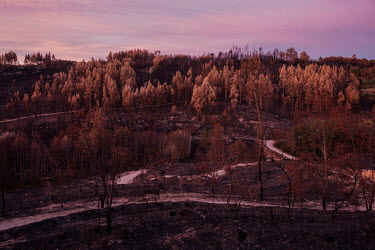 Burnt forest in Travanca dos Lagos, destroyed by wildfires that hit central Portugal in 2017. In that year, 115 people lost their lives and at least 5,000 kmÂ� (roughly 2,000 square miles) of Portugu...