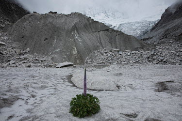 A solitary plant grows out of a dying glacier near Lake Llaca in the Cordillera Blanca that has been heavily impacted by the effects of global warming. The accelerated melting of the Peruvian glaciers...