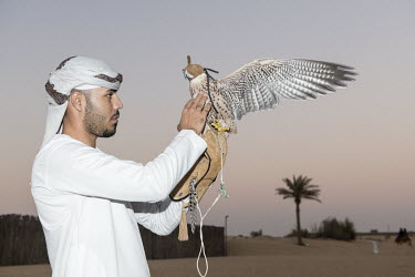A young man with a falcon performs for tourists at Al Sahra Desert Resort.