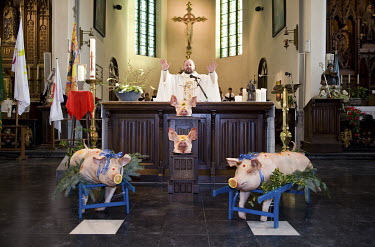 Pigs and pig's heads are exhibited in front of the altar of a church during the celebration of Saint Antony, patron saint of pigs.