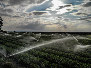 Agricultural fields being watered.