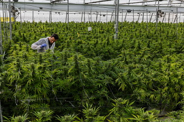 An employee removes cannabis flowers, growing in a huge greenhouse, that are considered to be not up to the standard required at Breath of Life Pharma (BOL), an Israeli medicinal cannabis company.