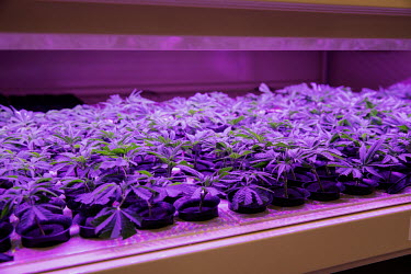 Cannabis seedlings growing under artificial light in an indoor cannabis plantation at Cannassure, an Israeli medicinal cannabis company.