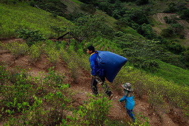 Coca farmer (cocalero) Elton Antonio Moran, followed by his son Andi, carries a sack of coca leaves harvested from his coca plantation in rural Huancane, in the Yungas region.Former President and form...