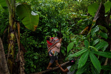 A Cocalera (coca leaf farmer), carrying her son on her back, walks over a felled tree trunk to cross a gully on a trail that gives access to her coca plantation in rural Chimore, in the Chapare region...