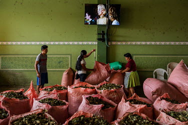 Cocaleras (coca leaf farmers), fill sacks with dried coca leaves at Chimore market, a city located in the Chapare region, an electoral stronghold of former President Evo Morales and the main source of...