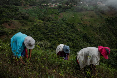 Coca farmers (cocaleros) harvest coca leaves in a mountainside plantation in rural Huancane, a region where coca has traditionally been grown.Former President and former coca farmer Evo Morales, force...