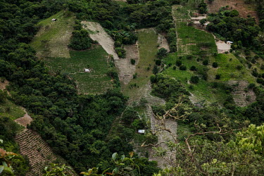 Coca plantations cover a mountainside in the Yungas region.Former President and former coca farmer Evo Morales, forced the American DEA to leave Bolivia and introduced a policy of legal coca farming w...