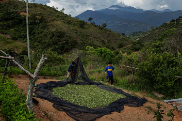 Coca farmer (cocalero) Elton Antonio Moran (R), helped by a friend, collects dried coca leaves grown in rural Huancane.Former President and former coca farmer Evo Morales, forced the American DEA to l...