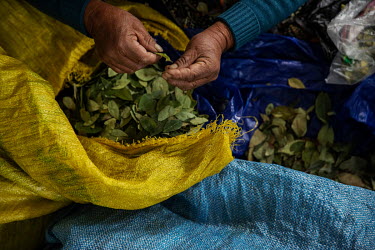 A coca farmer (cocalero) selects coca leaves at Villa Fatima's legal coca market in La Paz.Former President and former coca farmer Evo Morales, forced the American DEA to leave Bolivia and introduced...
