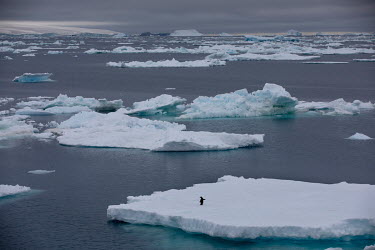 A lone Adelie penguin stands on an ice floe off Paulet Island in the Erebus and Terror Gulf at the entrance to the Weddell Sea.Â�  The Greenpeace ship Artic Sunrise was in the Antarctic on the last s...