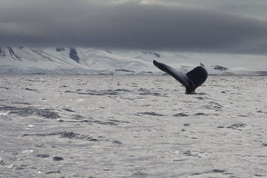 Humpback whales approach a Greenpeace RHIB off Cuverville Island during whale identification and hydrophone work in the Errera Channel, Antarctica.  Greenpeace is back in the Antarctic on the last sta...