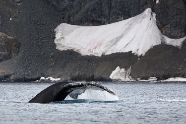 Humpback whales swimming in the Errera Channel.  The Greenpeace ship Artic Sunrise was in the Antarctic on the last stage of a pole to pole voyage from the Arctic to the Antarctic to investigate and d...