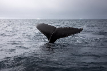 Humpback whales approach a Greenpeace RHIB off Cuverville Island during whale identification and hydrophone work in the Errera Channel.  The Greenpeace ship Artic Sunrise was in the Antarctic on the l...