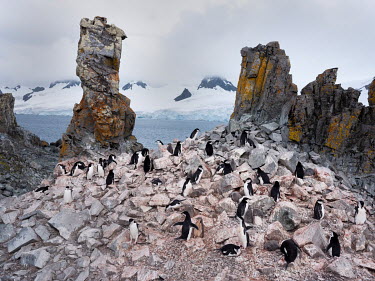 Chinstrap penguin colonies on Half Moon Island.  The Greenpeace ship Artic Sunrise was in the Antarctic on the last stage of a pole to pole voyage from the Arctic to the Antarctic to investigate and d...