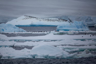 Adelie penguins on an iceberg near Paulet Island in the Erebus and Terror Gulf.  The Greenpeace ship Artic Sunrise was in the Antarctic on the last stage of a pole to pole voyage from the Arctic to th...