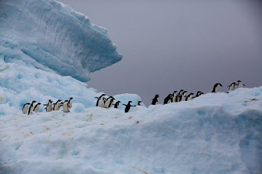 Adelie penguins on an iceberg near Paulet Island in the Erebus and Terror Gulf.  The Greenpeace ship Artic Sunrise was in the Antarctic on the last stage of a pole to pole voyage from the Arctic to th...