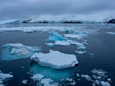 Paulet Island in the Erebus and Terror Gulf at the entrance to the Weddell Sea.  The Greenpeace ship Artic Sunrise was in the Antarctic on the last stage of a pole to pole voyage from the Arctic to th...