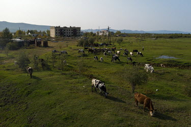 Cows grazing in ameadow outside Kulu, an abandoned town and a former sovkhoz (Soviet-era state-owned farm) on the river Kolyma. It was established in 1970s to provide dairy products and vegetables for...