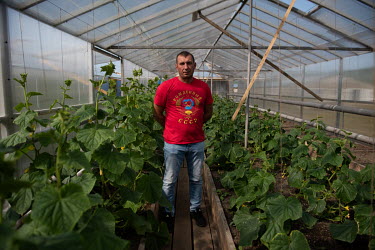 Igor, manager of the Kulu farm a former sovkhoz (Soviet-era state-owned farm) on the river Kolyma, stands in a greenhouse among the cucumber plants. He is wearing a t-shirt that reads: 'Born in the US...