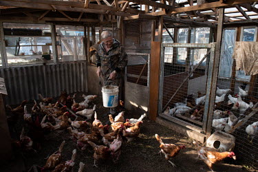 Victor Zakharenko feeds chickens in a shed in his garden in front of his apartment block. Victor and his wife, a retired couple of Ukrainian origin who settled near Magadan, applied for a free hectare...