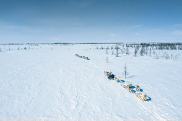A Nenet 'argish', the reindeer and sleighs that are linked in harness forming a caravan of about 5-6 cargo sleds, moves across the snowy tundra. Each 'argish' is operated by a rider sitting on a light...