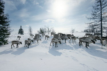 A herd of reindeer resting during a break from the annual migration ('kaslanie') from winter pastures to summer pastures. During the spring the constant freezing and thawing of the snow cover can lead...