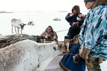 After a travelling in the cold, a Nenets family take a break to have a warm drink and eat snacks during the annual migration ('kaslanie'), from winter pastures to summer pastures.  The Nenets form r...