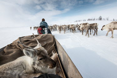A reindeer calf, too tired to walk, is carried in a sled pulled by a snowmobile that follows a Nenet's 'argish', the reindeer and sleighs that are linked in harness forming a caravan of about 5-6 carg...