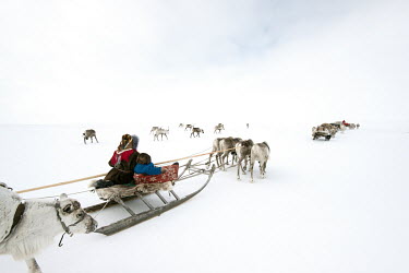 Lyuba controls the 'argish', the reindeer and sleighs that are linked in harness forming a caravan of about 5-6 cargo sleds. Each 'argish' is operated by a rider sitting on a light sled. Often these r...