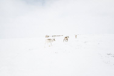 A herd follows a Nenet's 'argish', the reindeer and sleighs that are linked in harness forming a caravan of about 5-6 cargo sleds, as it moves across the snowy tundra. Each 'argish' is operated by a r...