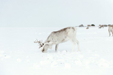 A herd of reindeer search for moss beneath the snow during a break while making the annual migration ('kaslanie') from winter pastures to summer pastures. During the spring the constant freezing and t...