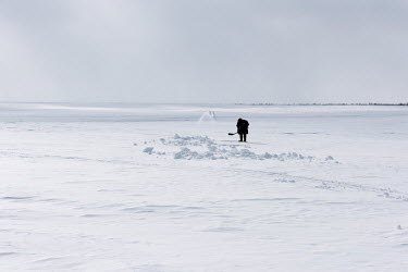Nenets herder Vasily digs up the snow near a campsite to uncover the moss beneath and help the reindeer in their search for feed. During the spring the constant freezing and thawing of the snow cover...
