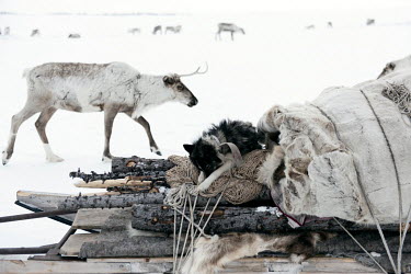 A shepherd dog sleeps on a sleigh after a long day's walk during the Nenets annual migration ('kaslanie') from their winter to summer pastures.