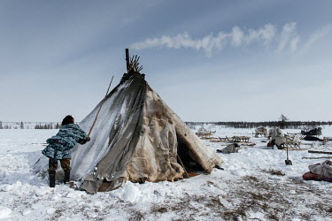 Indigenous Nenet Roman knocks snow from the reindeer skin 'nokas' that cover a tent ('chum') as the family prepares to migrate ('kaslanie') to a new camp for better grazing for their reindeer. In the...