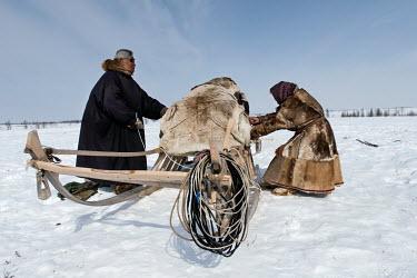 The Nenets pack their things on sledges, cover them with skins and tie them tightly with ropes.  A Nenets family tie skins to their sledge as they pack up prior to migrating ('kaslanie') to a new past...