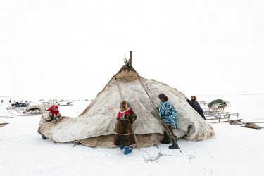 After arriving at a new campsite, following a long journey, the Nenets set about erecting the a tent ('chum'). They finish by covering the exterior with a reindeer hide cover ('noka'). In winter they...