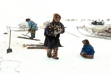 After arriving at a new campsite, after a long and cold journey, Nenets men collect firewood to heat their tents ('chum').