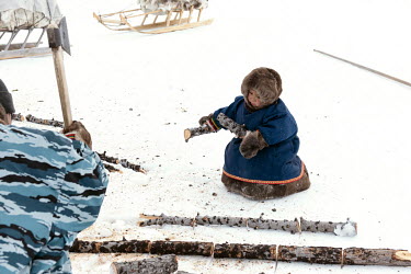 Tisha, a Nenet child, picks up fire wood to help his grandfather who is collecting it heat their tents ('chum') after arriving at a new campsite following a long and cold journey. Children participate...