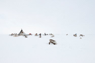 Nenet herder, Vasily, makes one of his regular patrols around the camp. Assisted by his dog, he checks the location of the reindeer, digs holes through the snow to enable access for the animals to mos...
