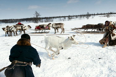 Nenet, Vasily, catches a reindeer with a lasso to harness it to a sled.