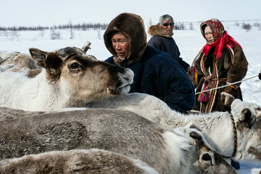Reindeer are gathered in a corral from where herders select specific individuals to harness them to sledges. Shepherds know each animal by sight, with each one having its own place in the harness that...