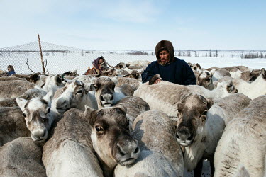 Reindeer are gathered in a corral from where herders select specific individuals to harness them to sledges. Shepherds know each animal by sight, with each one having its own place in the harness that...