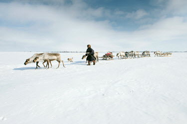 A Nenet woman controlling the 'argish', the reindeer and sleighs that are linked in harness forming a caravan of about 5-6 cargo sleds. Each 'argish' is operated by a rider sitting on a light sled. Of...