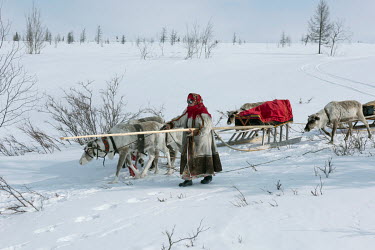 Lyuba controls the 'argish', the reindeer and sleighs that are linked in harness forming a caravan of about 5-6 cargo sleds. Each 'argish' is operated by a rider sitting on a light sled. Often these r...