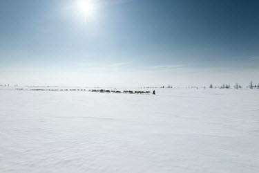 A Nenet woman leads the 'argish', the reindeer and sleighs that are linked in harness forming a caravan of about 5-6 cargo sleds. Each 'argish' is operated by a rider sitting on a light sled. Often th...