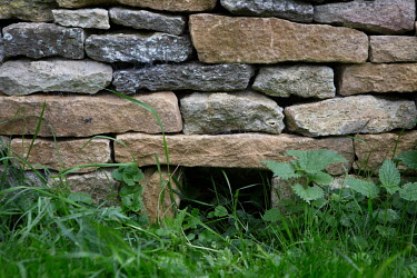 A hole, built into a dry stone wall, forms part of the Kirtlington village 'Hedgehog Street', one a of many man-made routes built so the animals can negotiate human areas.