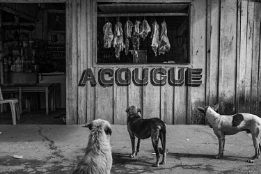 Stray dogs stare at a butcher's in the almost abandoned Vila da Ressaca, an area previously mined by gold seekers and soon to be explored exclusively by the Canadian mining company Belo Sun. The proje...